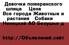 Девочка померанского шпица. › Цена ­ 40 000 - Все города Животные и растения » Собаки   . Ненецкий АО,Белушье д.